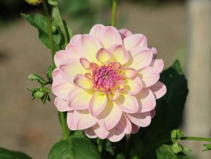 Dahlia Calina