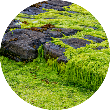 Groen zeewier op kalkstenen rotsbodem bij Downpatrick Head van Luc de Zeeuw