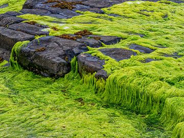 Groen zeewier op kalkstenen rotsbodem bij Downpatrick Head van Luc de Zeeuw