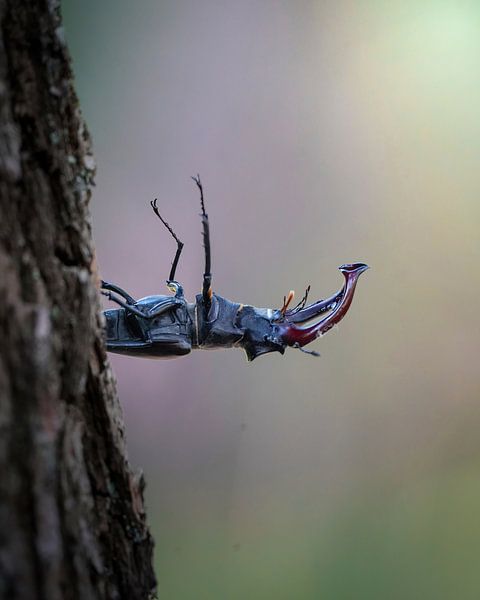 Vliegend hert op de Veluwe van Tom Zwerver