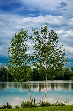 Trees at the lake