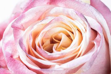 Rose in close-up by Martine Stevens
