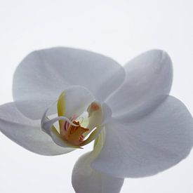 Witte orchidee van Ilse Rood