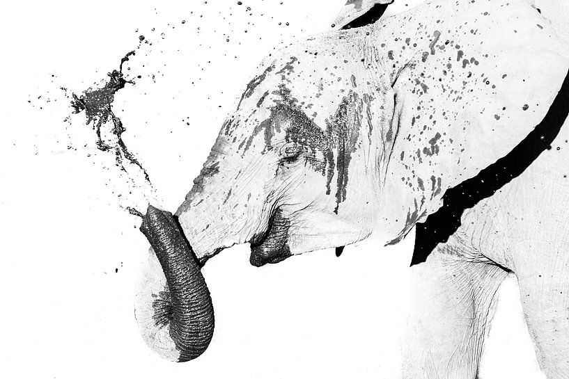 Elefant im Schlamm von Robert Styppa