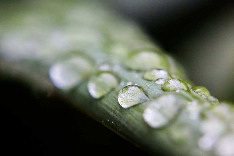 Waterdruppels op een agave blad van Fotografie Jeronimo