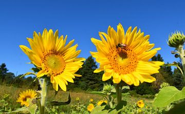 Ein Feld voller Sonnenblumen
