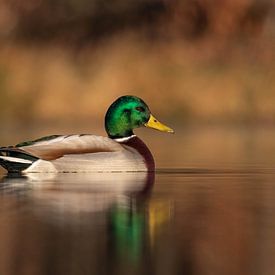 Wildente von Charelle Roeda