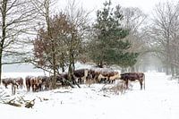 Winter in the Netherlands. Rijssen and environs.