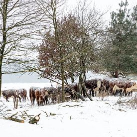 Winter in Nederland. Rijssen en omstreken. van Albert ten Hove