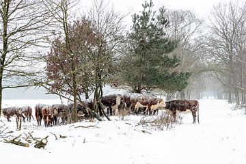 Winter in Nederland. Rijssen en omstreken. van Albert ten Hove