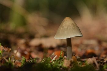 Paddenstoel op stronk in de herfst