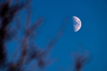 Maan achter boom van Stephan Zaun