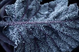 Le chou rouge en hiver sur Ulrike Leone