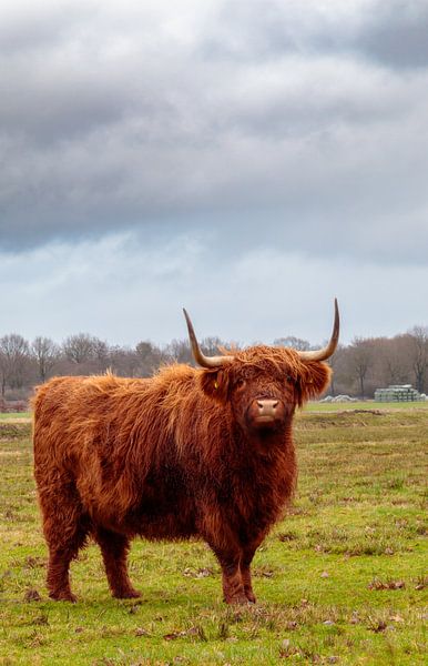 Scottish Highlander by Anjo ten Kate