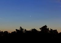 moon above the forest at sunset