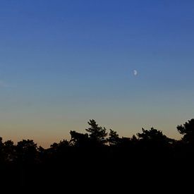 maan boven het bos bij zonsondergang van wiesje van den broek