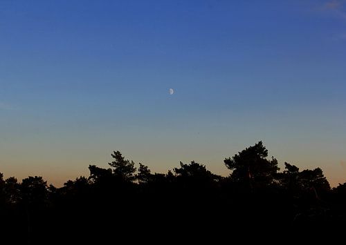 maan boven het bos bij zonsondergang
