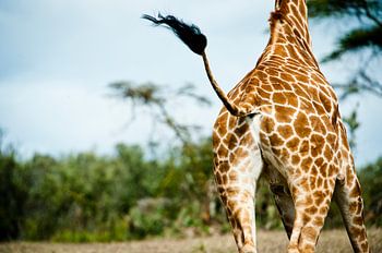 Giraffe im Trab mit wehendem Federschwanz