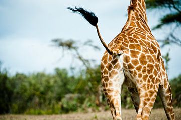 Giraffe at trot with waving plume tail by Opmeer Reports
