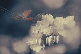 Arboretum Part 47 by Tania Perneel