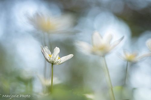 L'anémone des bois mystique