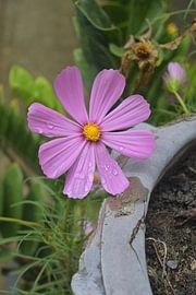 Pink cosmos with dewdrops - Wat Lok Moli, Chiang Mai by Minimalistic Travel Photography by.Rieneke