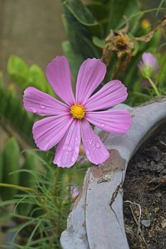 Pink cosmos with dewdrops - Wat Lok Moli, Chiang Mai