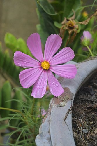 Pink cosmos with dewdrops - Wat Lok Moli, Chiang Mai