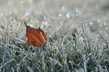 Eiszeit van Zwergls Lichtermeer