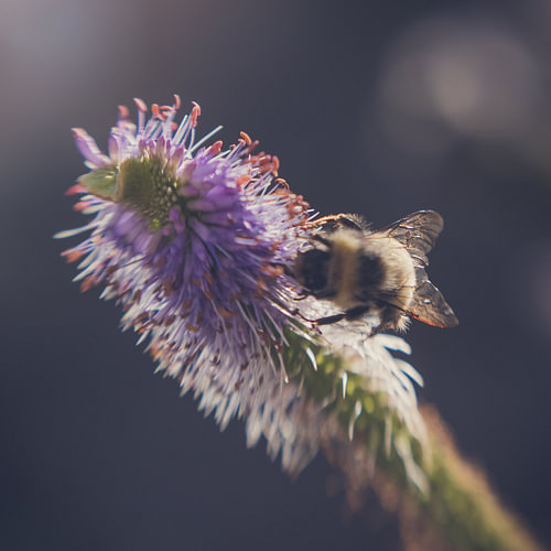 Bumblebee on purple flower