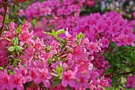 Rhododendron / Alpenrose von Norbert Sülzner Miniaturansicht