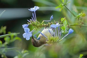 Honingzuiger bij blauwe bloem van Arie Maasland