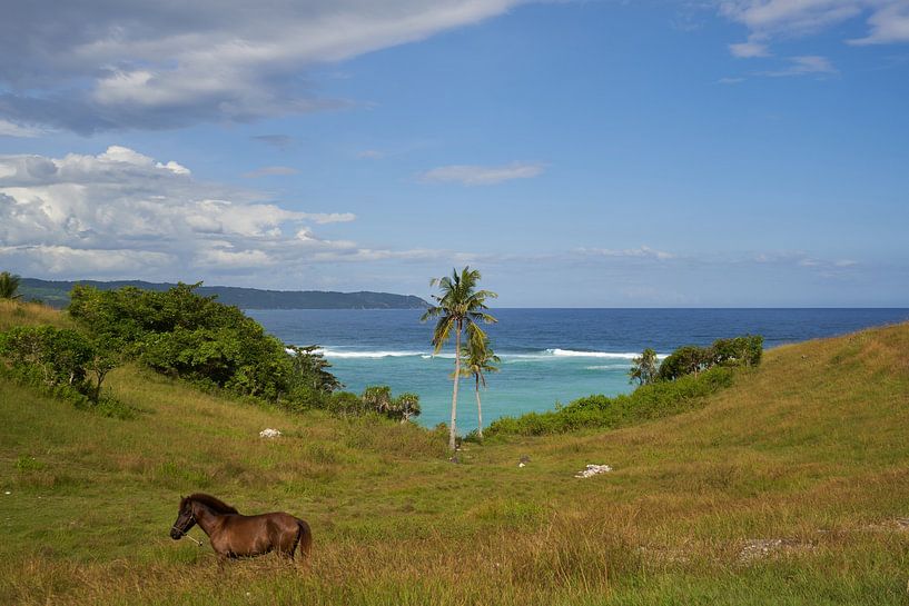 Pferd in tropischer Landschaft von Martijn Stoppels
