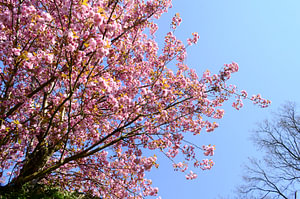 Japanische Kirsche in voller Blüte
