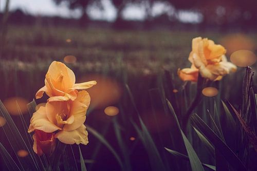 Flowers in bokeh style, soft colours, captured from a lovely angle