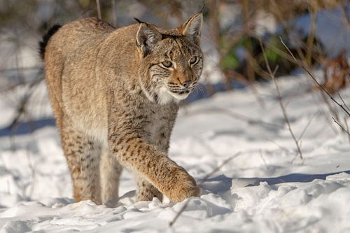lynx in de sneeuw