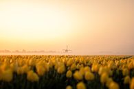 Tulpen veld Noord Holland van Thomas Bartelds thumbnail