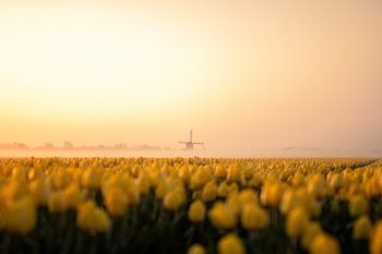 Tulpen veld Noord Holland