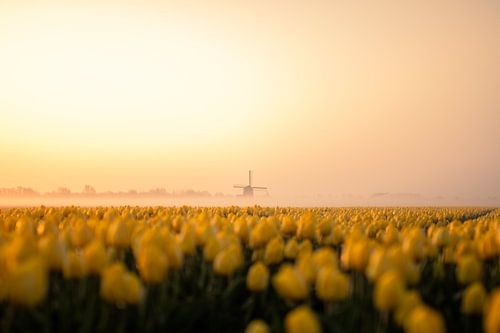Tulip field North Holland