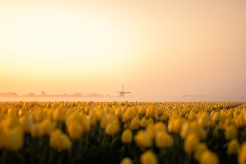 Tulpen veld Noord Holland van Thomas Bartelds