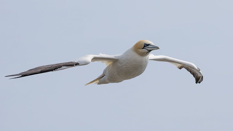 Gannet in flight by Menno Schaefer
