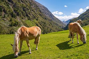 Haflinger Pferde im Venter Tal in den Tiroler Alpen