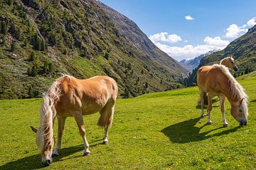 Chevaux Haflinger dans le Venter Tal dans les Alpes tyroliennes sur Sjoerd van der Wal Photographie