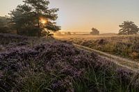 Sonnenaufgang auf der blühenden Heide