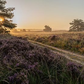 Sonnenaufgang auf der blühenden Heide von André Dorst