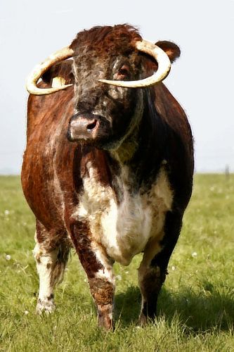longhorn 9