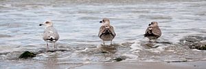 Trois mouettes au bord de la mer
