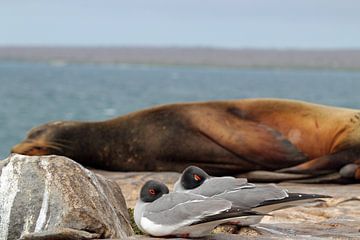 zwaluw staart meeuwen voor een zeeleeuw op Galapagos van Marieke Funke