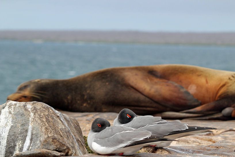 zwaluw staart meeuwen voor een zeeleeuw op Galapagos van Marieke Funke