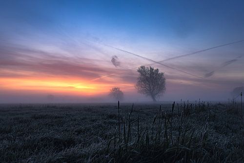 Nebel auf einer Wiese am Morgen